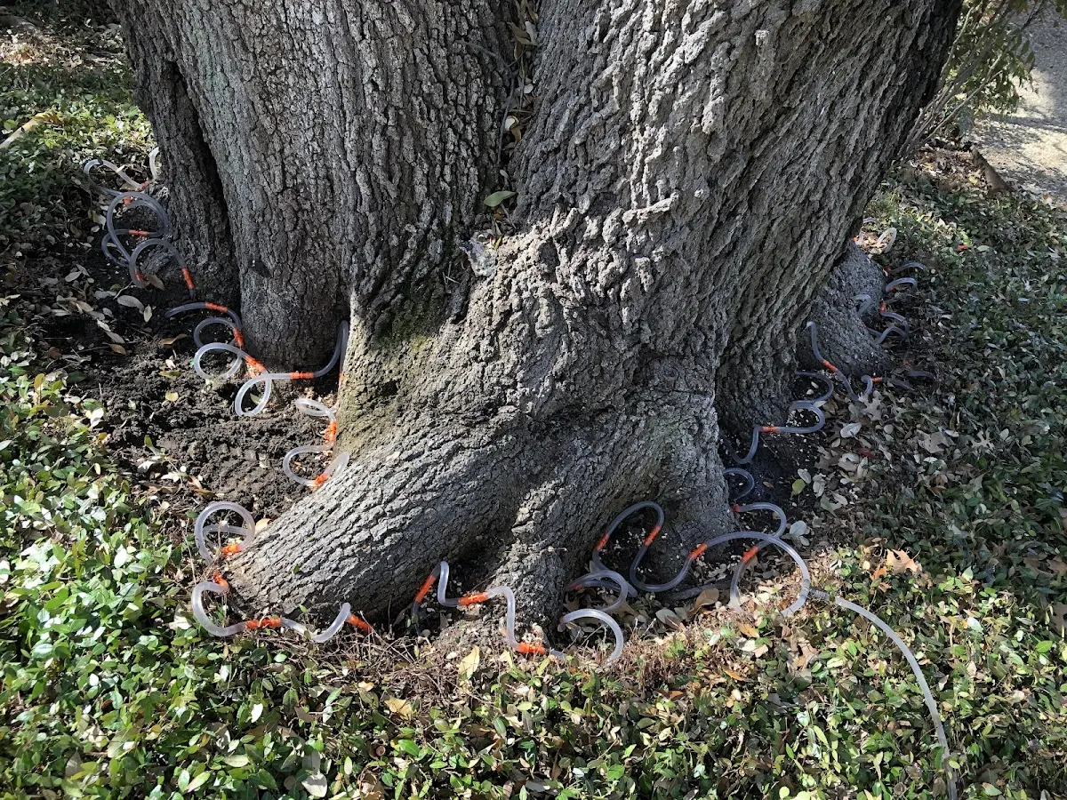 Detailed Tree Cabling and Bracing job site in Antwerp
