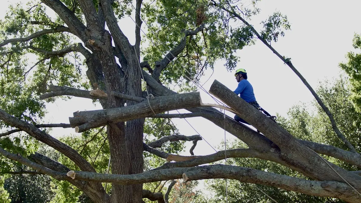 Professional Hazardous Tree Removal performed by certified arborists in Antwerp