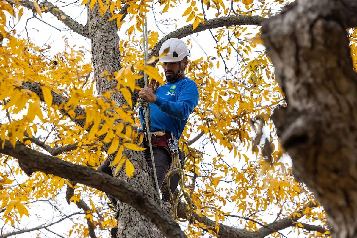 Skilled Tree Planting crew working in Antwerp
