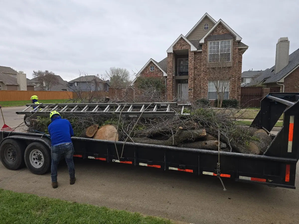 Expert Tree Removal with proper safety equipment in Antwerp